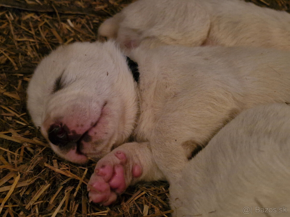 Stredoázijský ovčiak s PP - 4