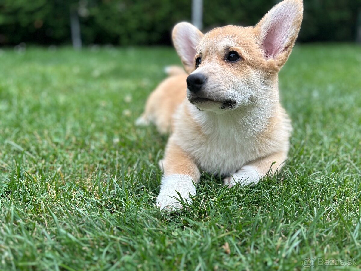 Welsh corgi pembroke s PP - 4