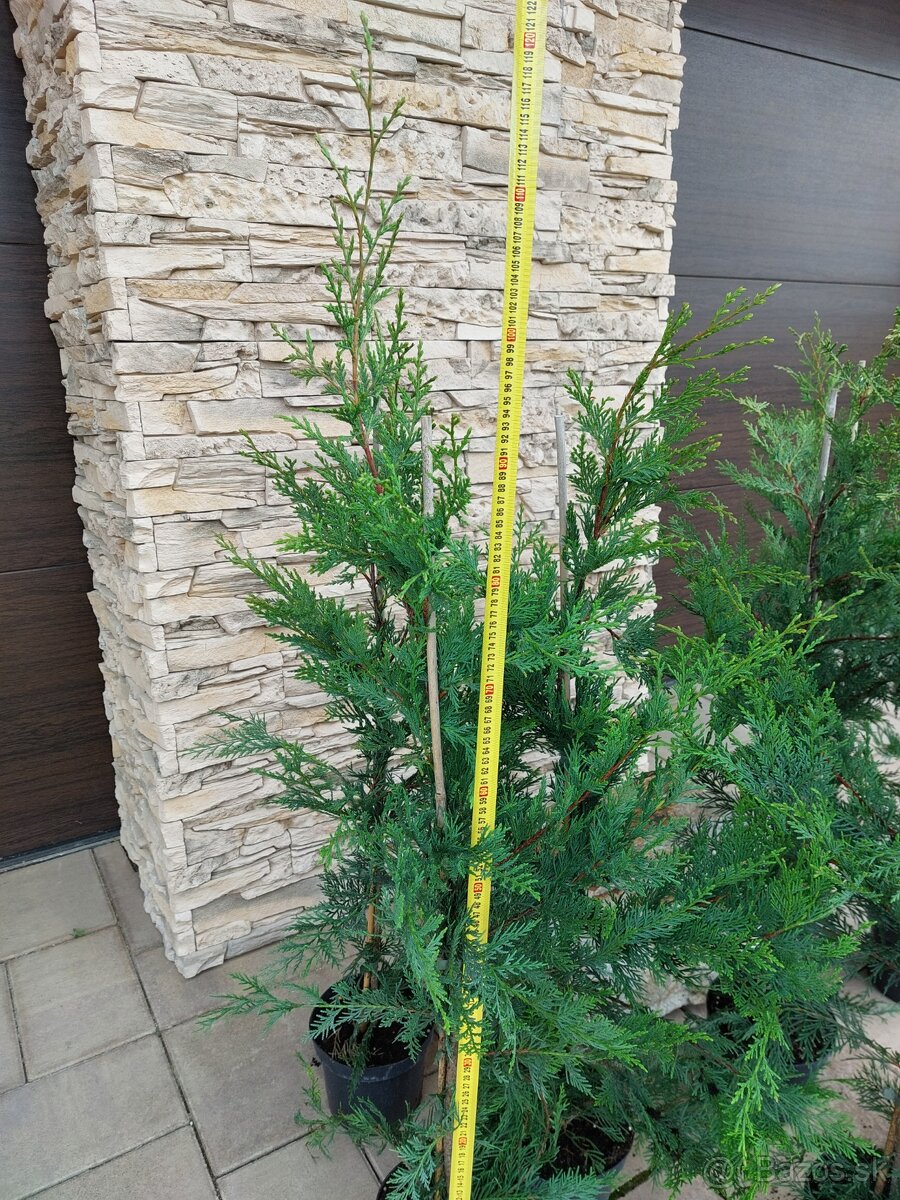 Cyprusovec leylandský (Cupressocyparis leylandii) - 4