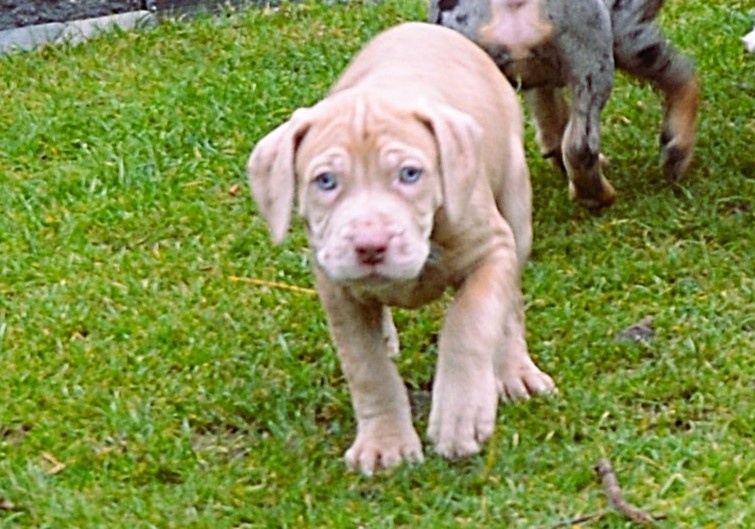 Louisianský leopardí pes s PP - 4