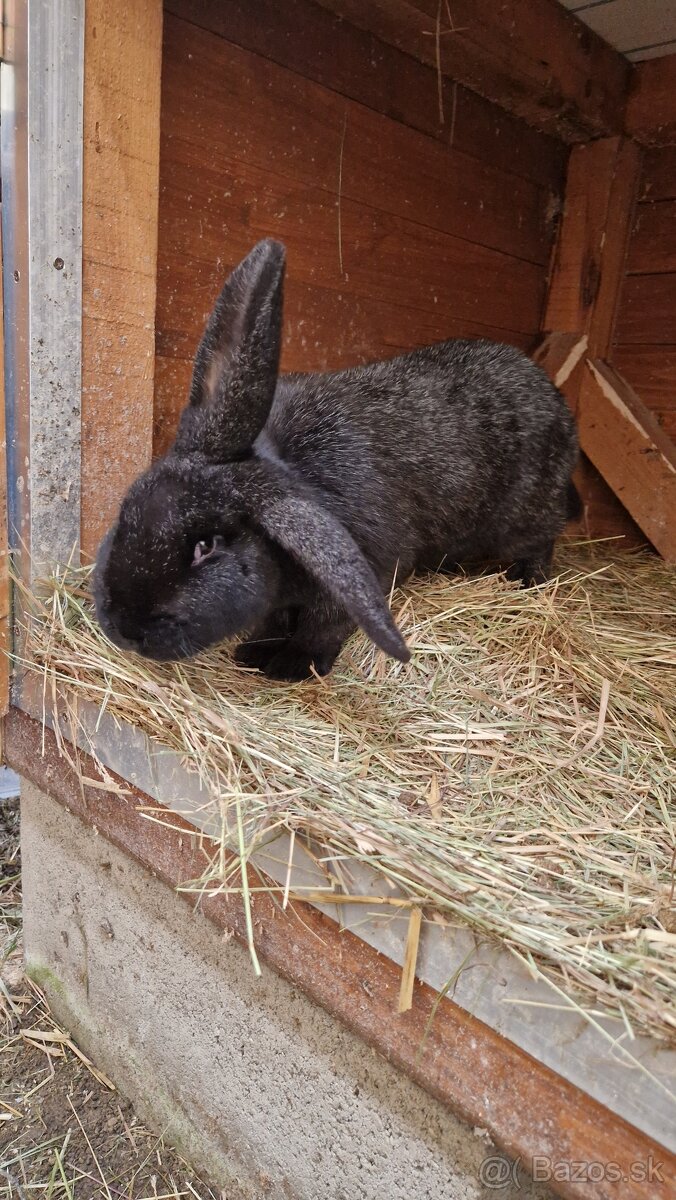 Predám mladú samicu - 4