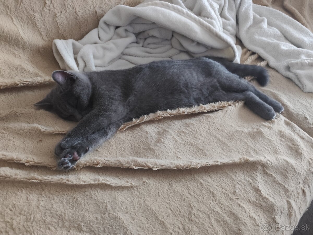 Britský kocúrik - 4