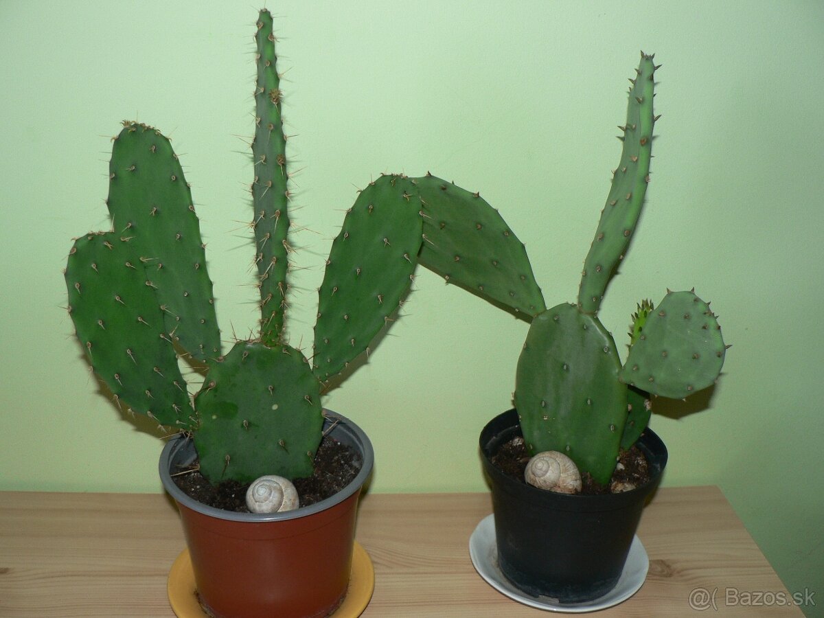 Opuncie 33cm - 4