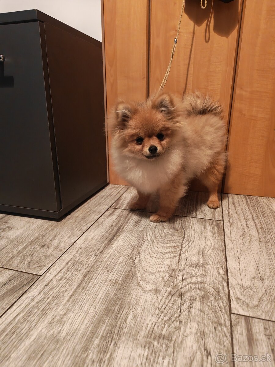 Pomeranian fenka - 4