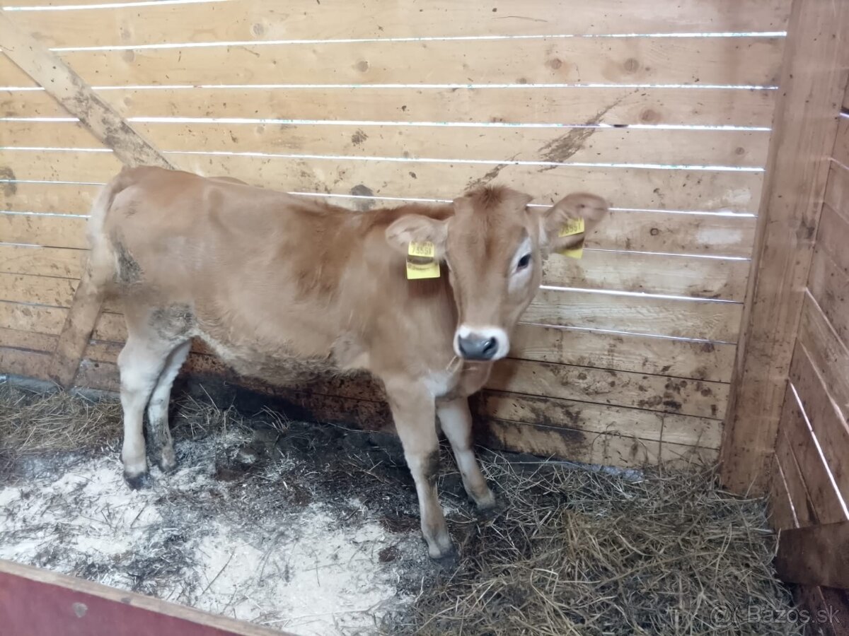 Predám tela - jalovičku - 4