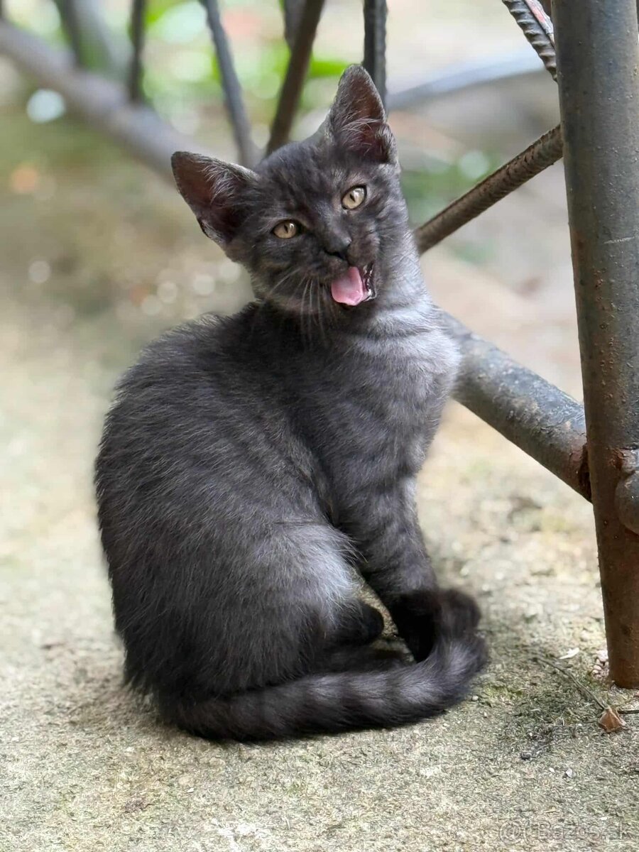 Darujem mačiatka - potrebujú bezpečné domovy - 4