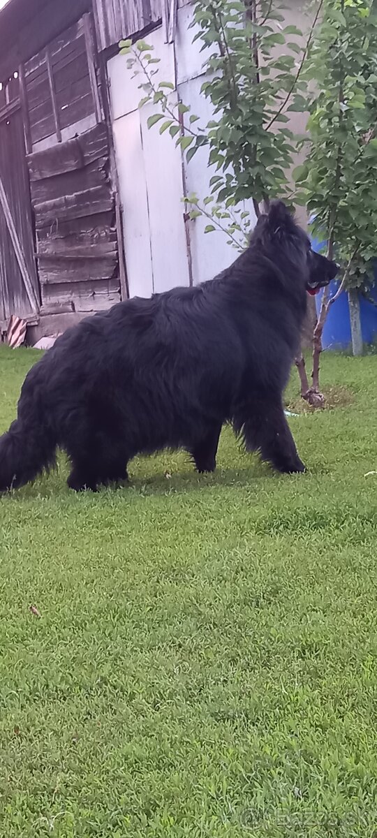 Nemecký ovčiak šteniatka - 4