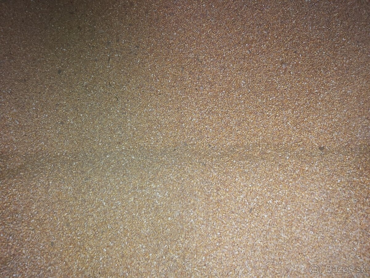 Predám kukuricu - 4