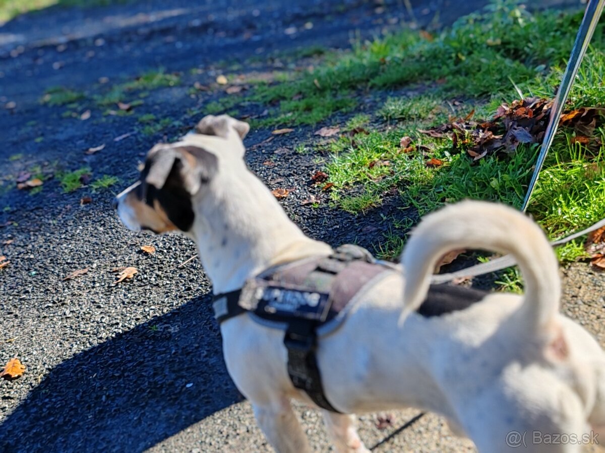 Jack Russel na krytie - 4