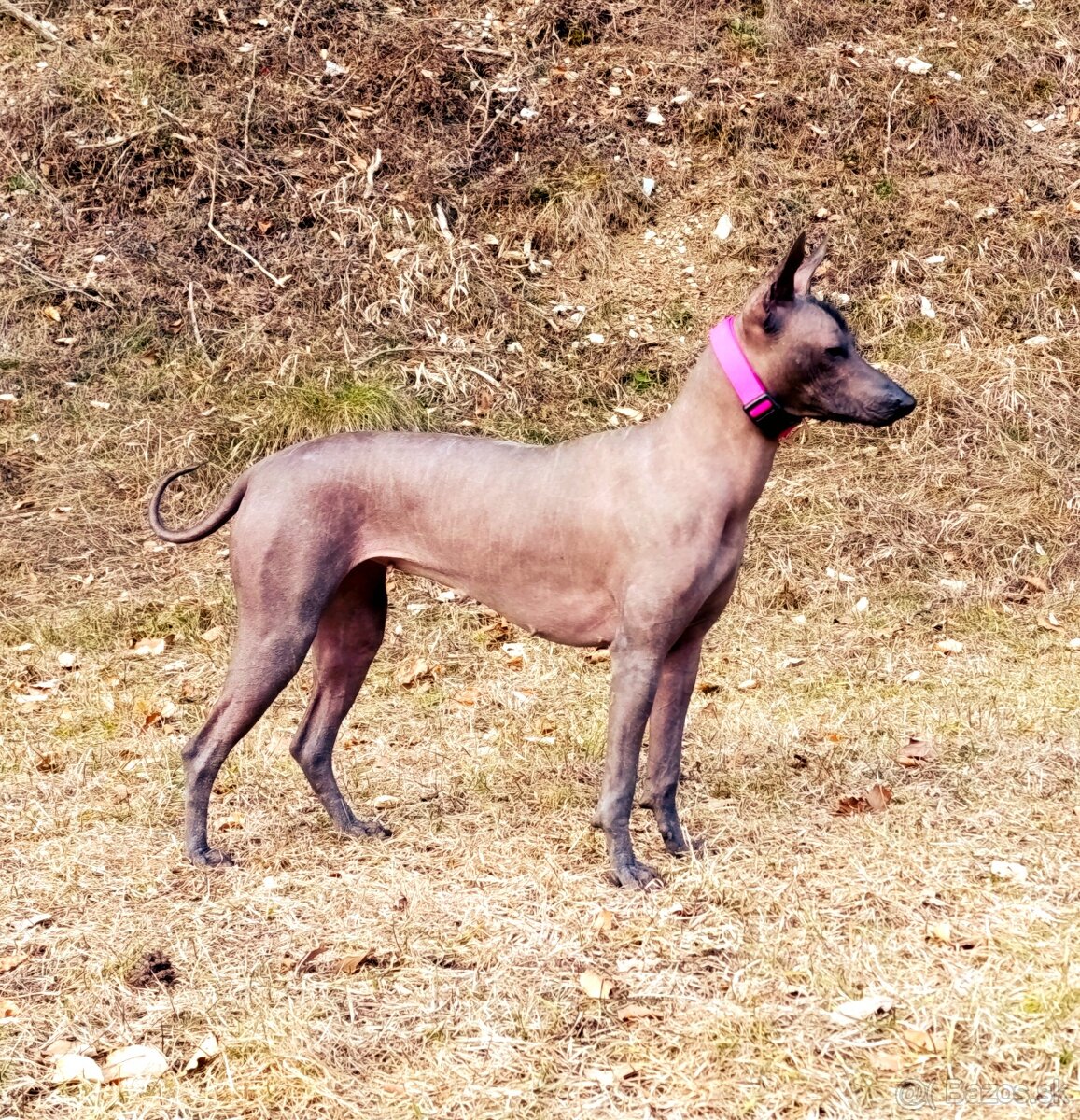 Peruánsky a Mexický naháč - 4