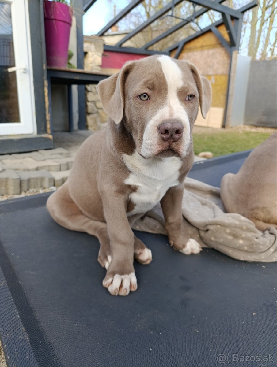 Pejsek American bully xl xxl - 4