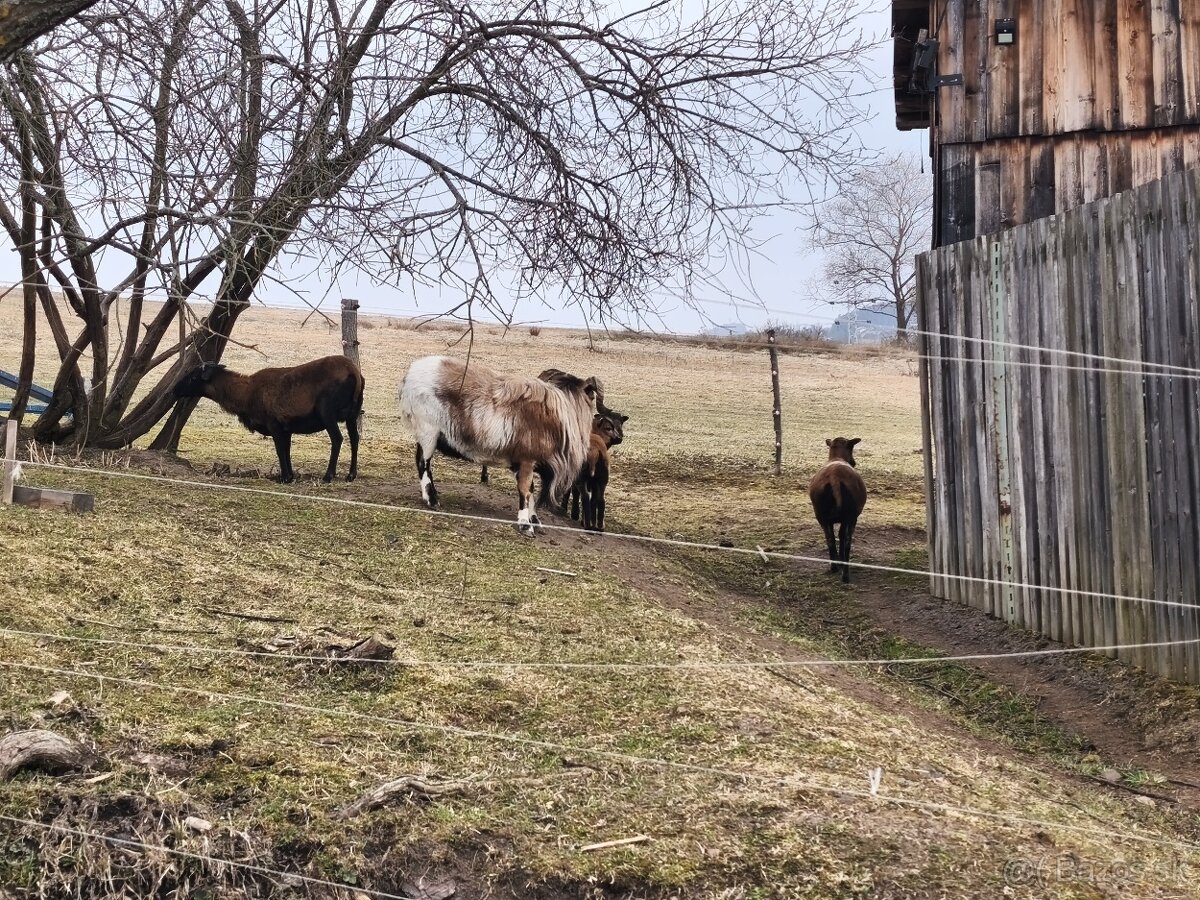 Predám Kamerunske ovce - 4