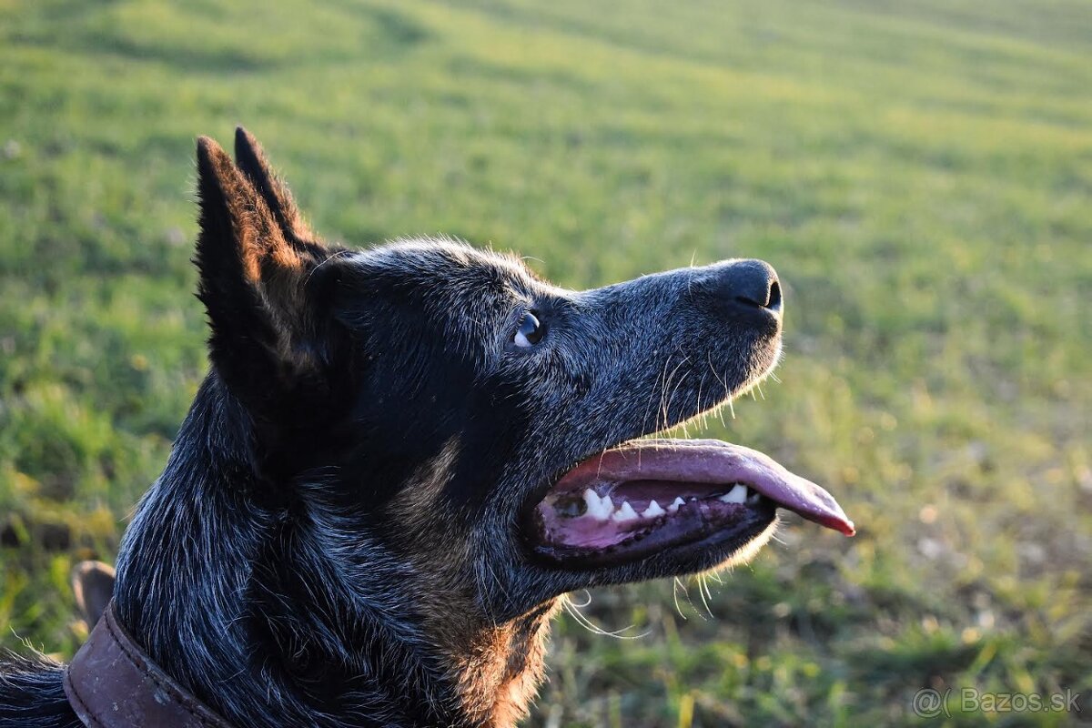 Darujem za veterinárny poplatok - 4