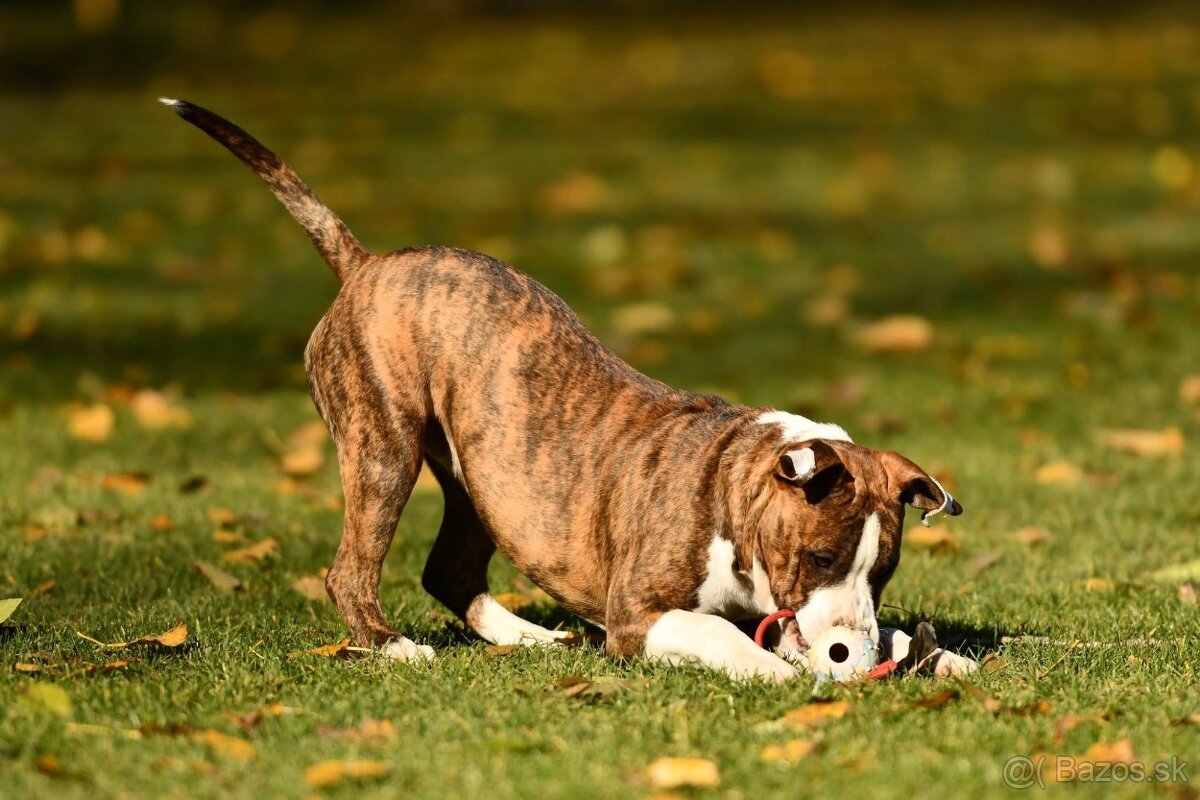 Americký stafordšírsky teriér s PP - 4