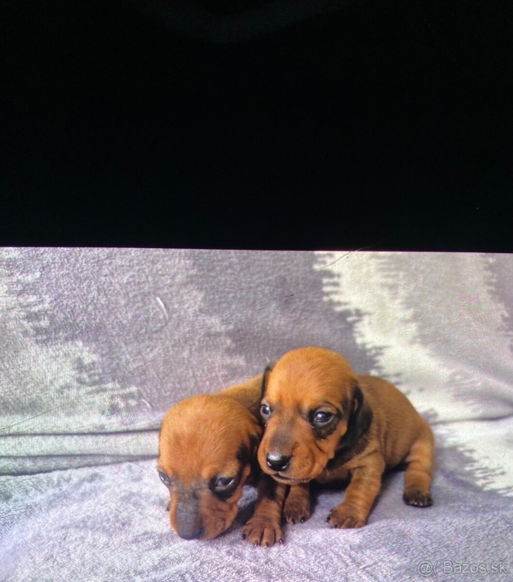 Jazvecik trpaslici - 4