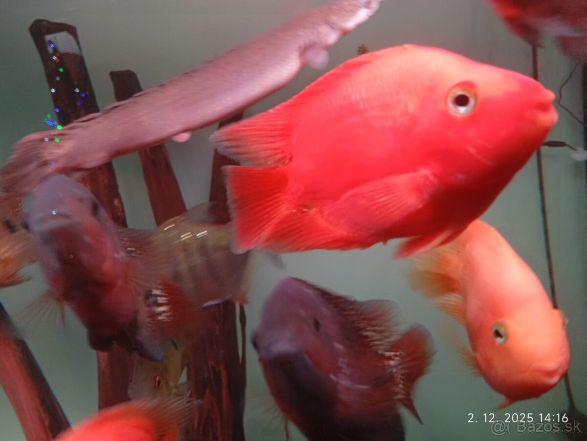 lemon oscar +mix - 4