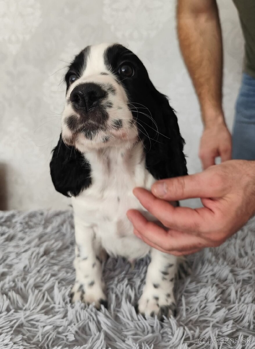 Anglicky špringeršpaniel šteniatko pes s PP - 4