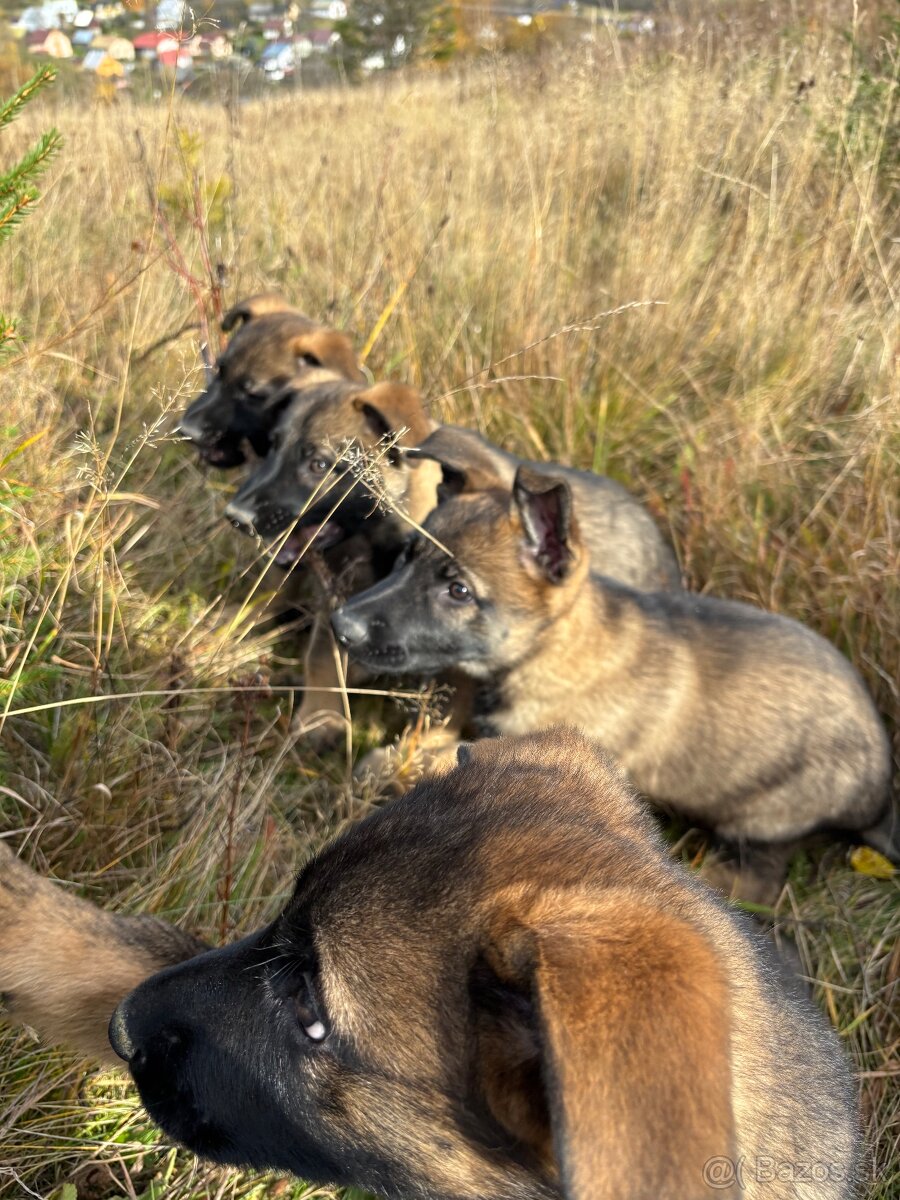 Šteniatka nemeckého ovčiaka - 4