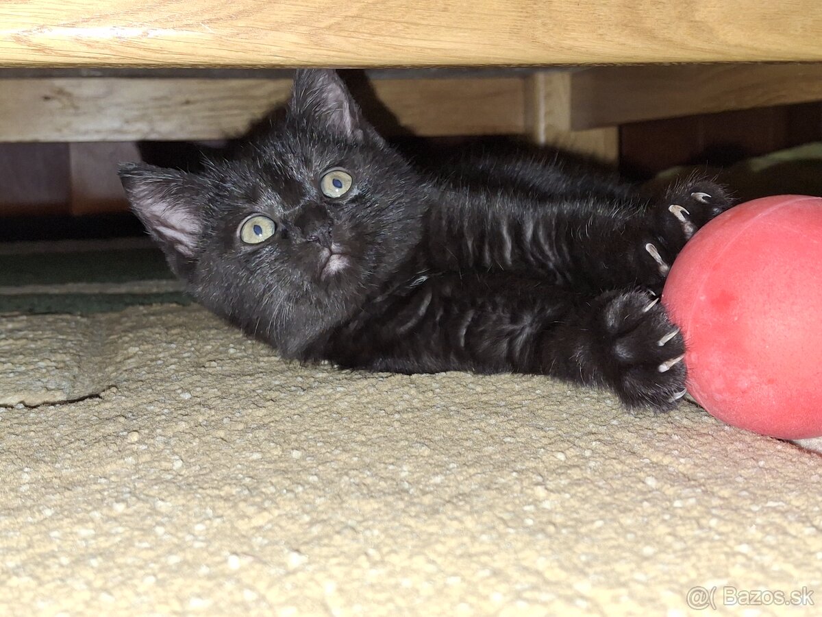 Darujem mačiatko - 4