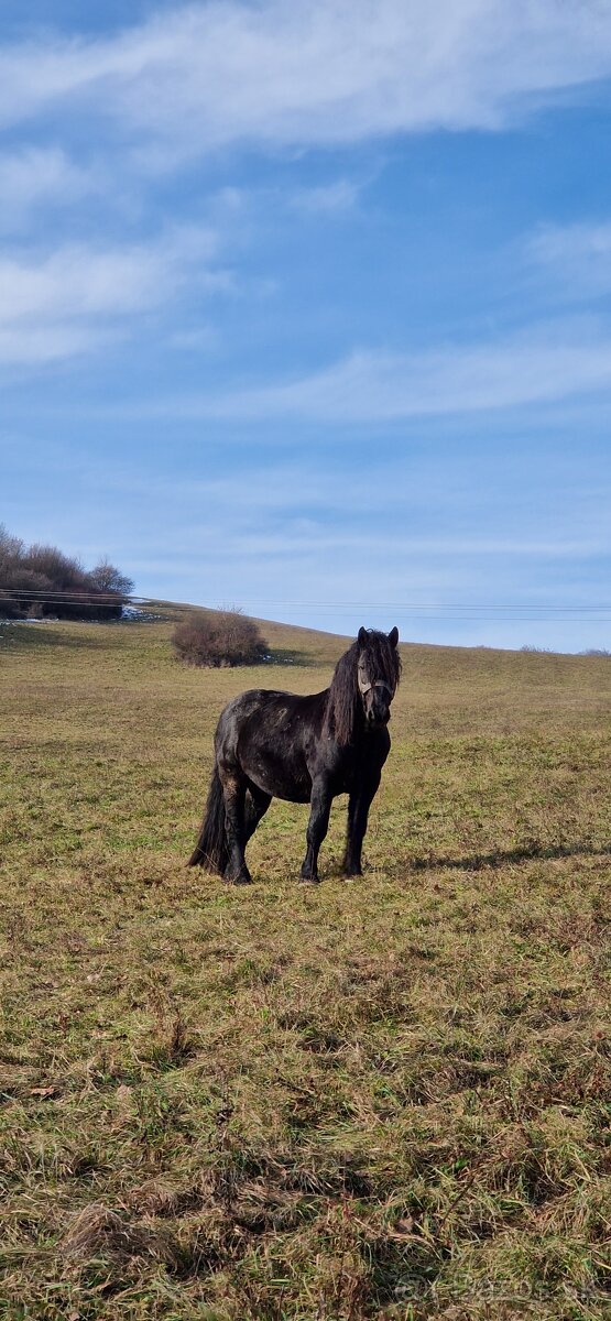 Ťažný žrebec na predaj - 4