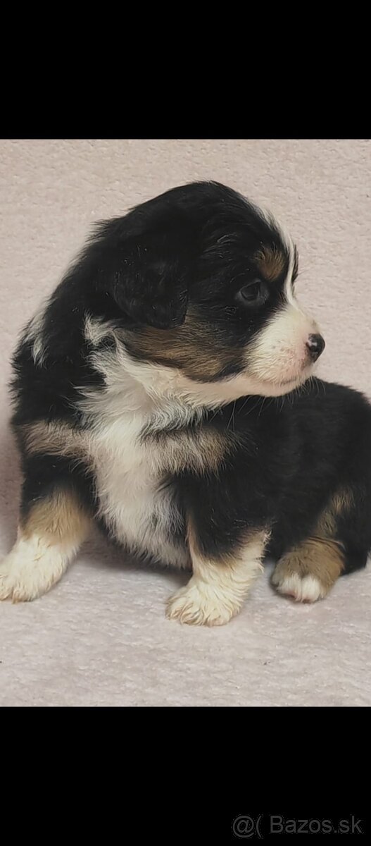 Miniaturní Americký ovčák s PP - 4