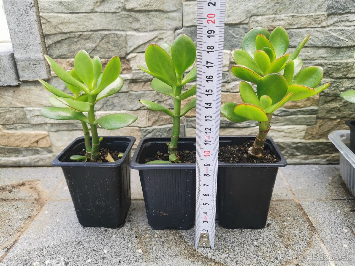 Izbové rastliny - 4