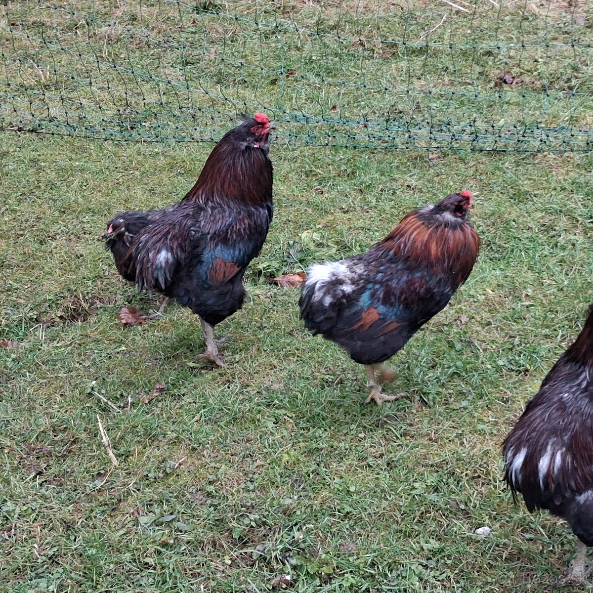 Aracuana - kohút - 4