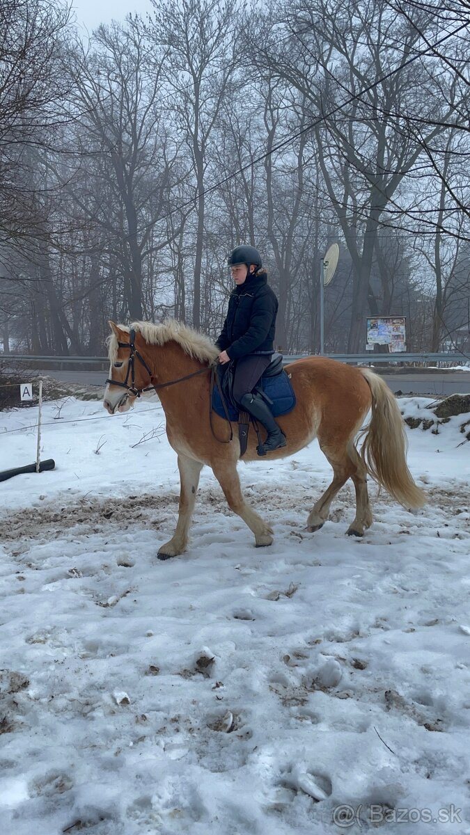 Kobylka hafling 3 roky - 4