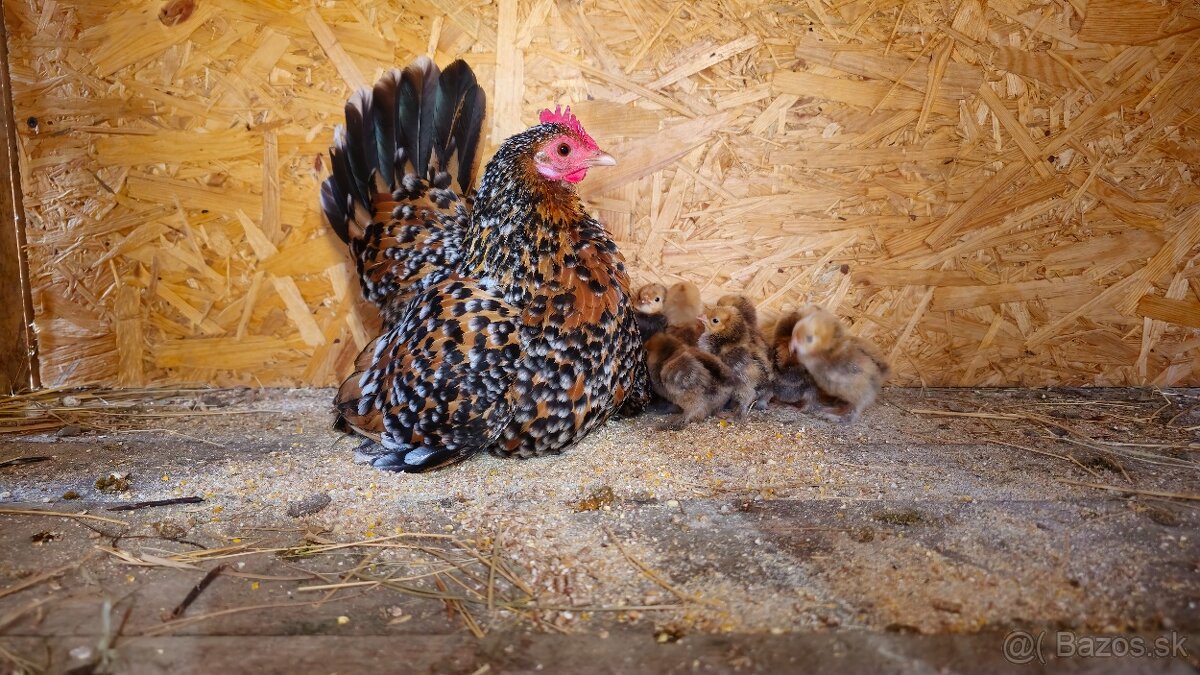 NV Milflerka zlatý porcelán - 4