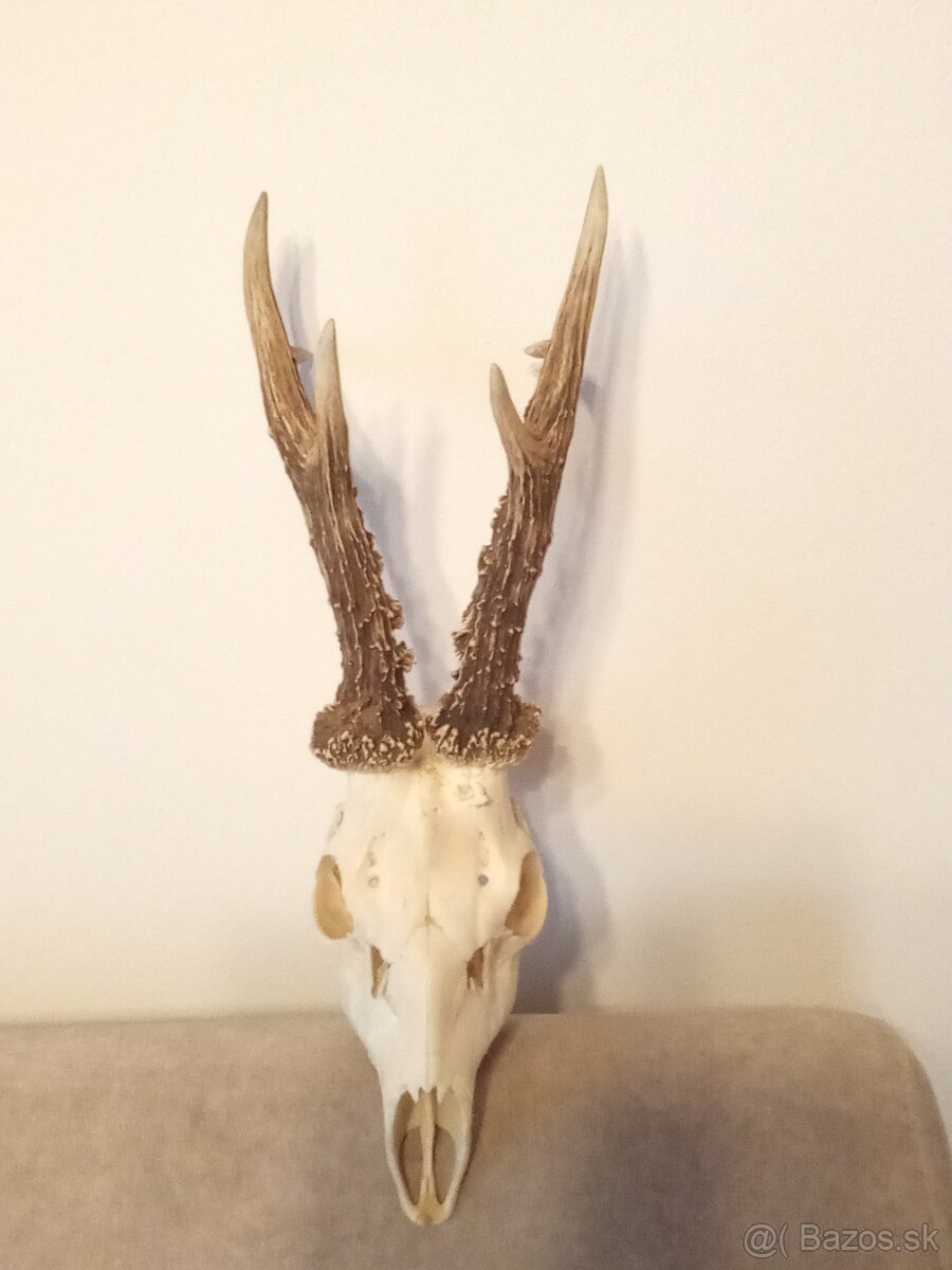 Parohy parožie trofej - 4