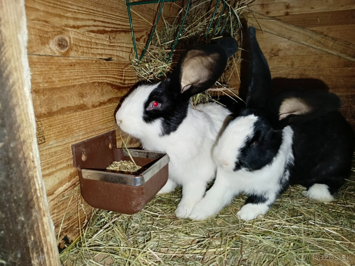 Šarišský Obrovitý - 4