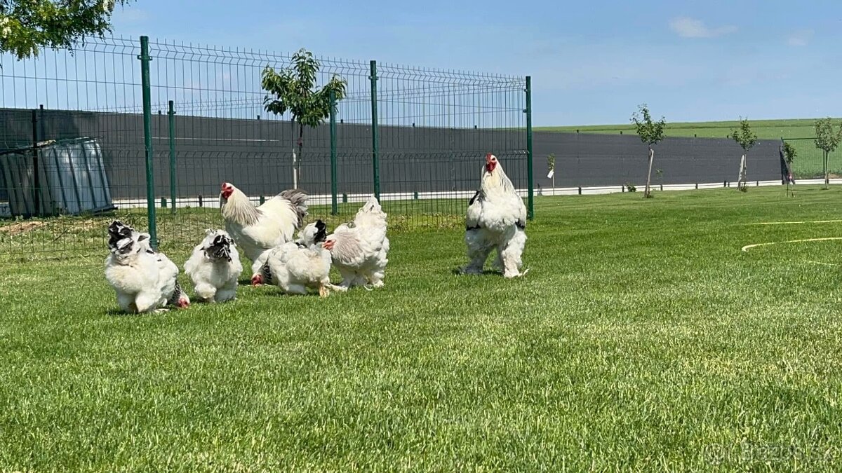 Brahmanka Columbia f.veľká - 4