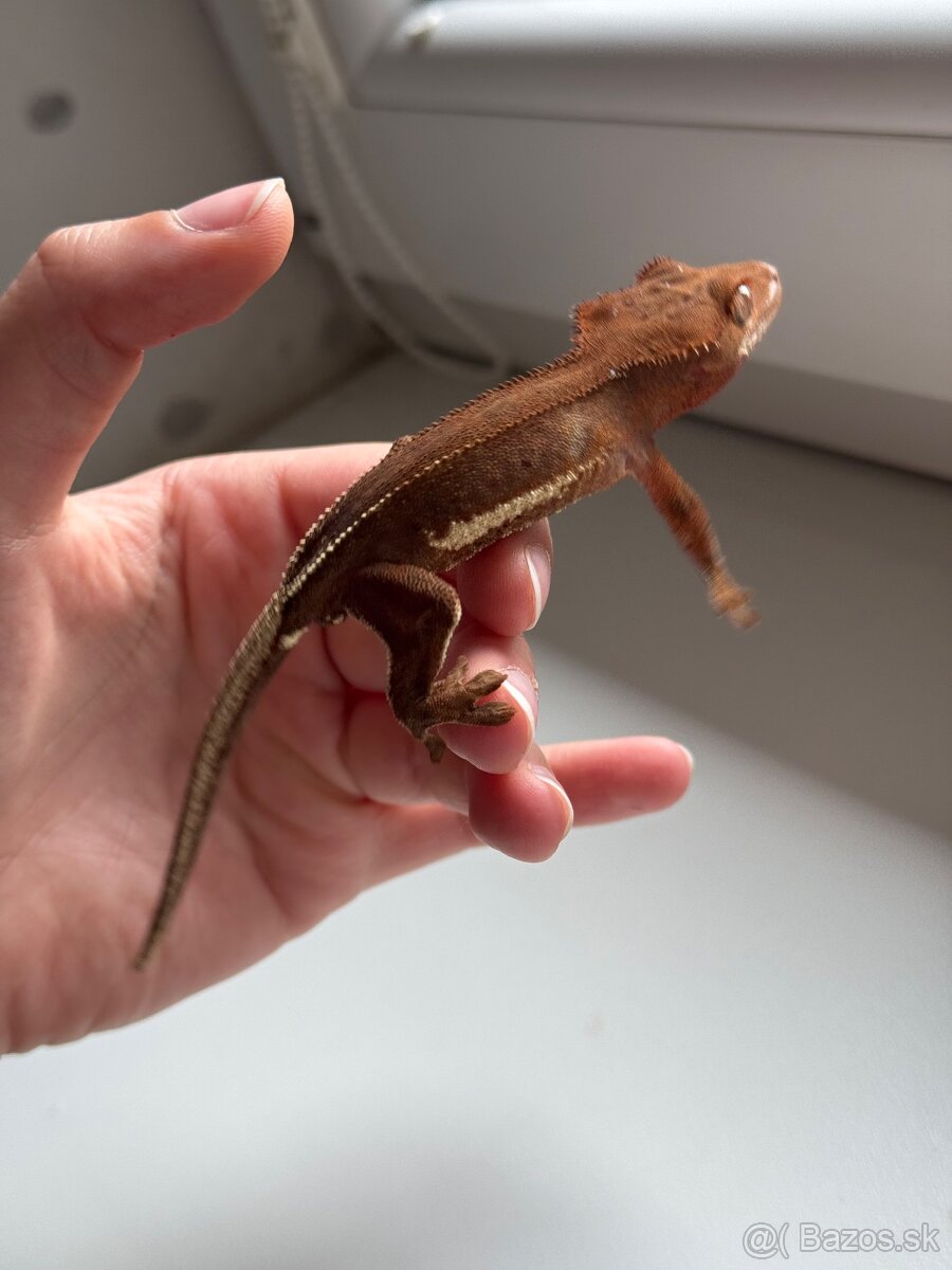 Pagekon riasnaty hnedý LW Phantom samec - 4