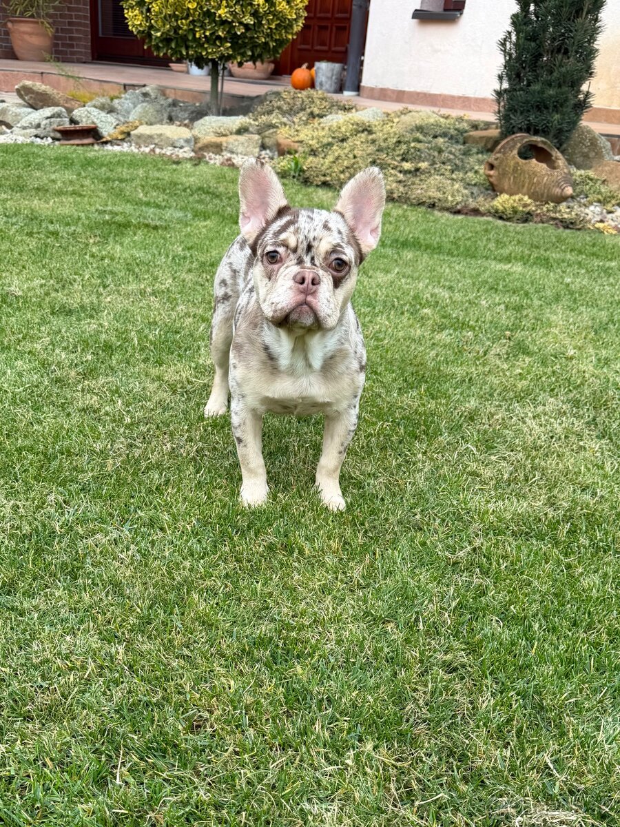 Francuzsky buldoček isabella and tan merle a big rope fenka - 4