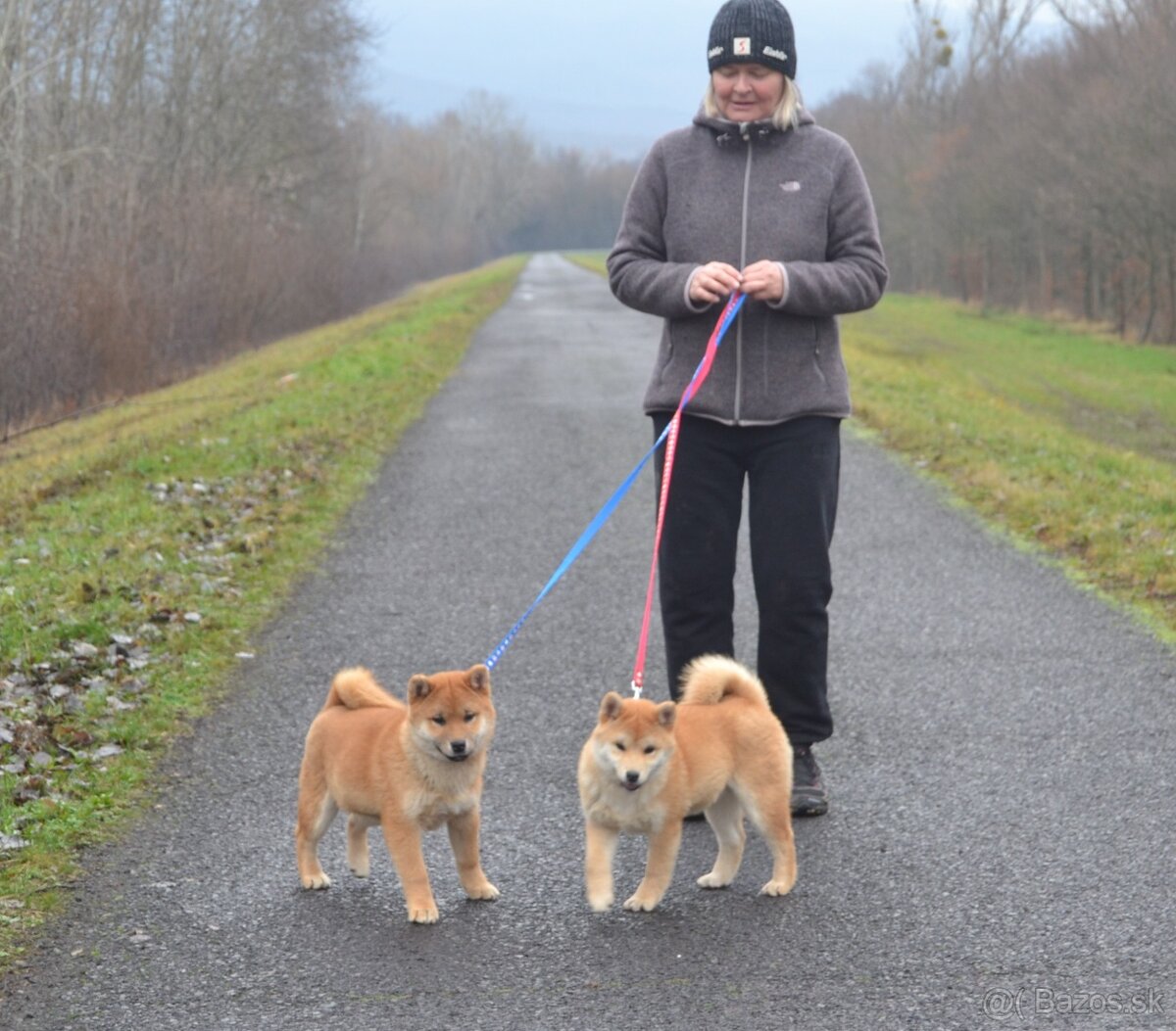 Shiba inu s PP /FCI / - 4