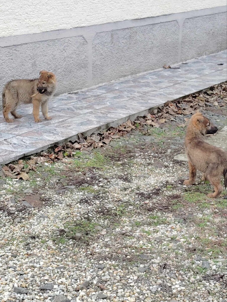 Československý vlčiak - 4