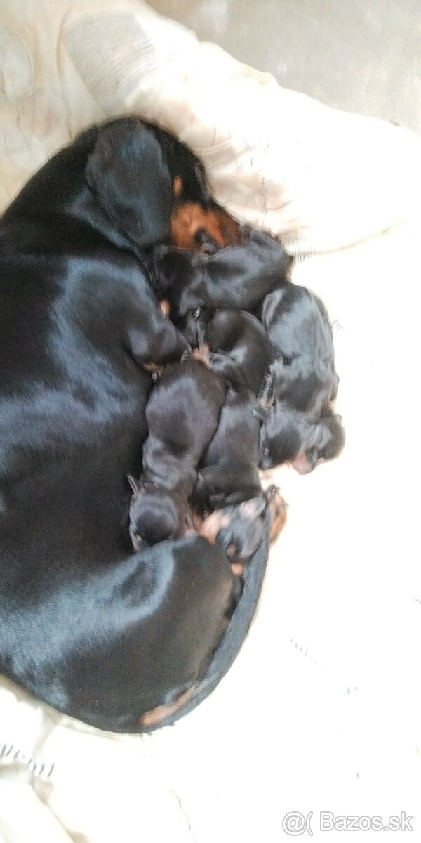 Krásne čistokrvné jazvečíky na rezerváciu - 4