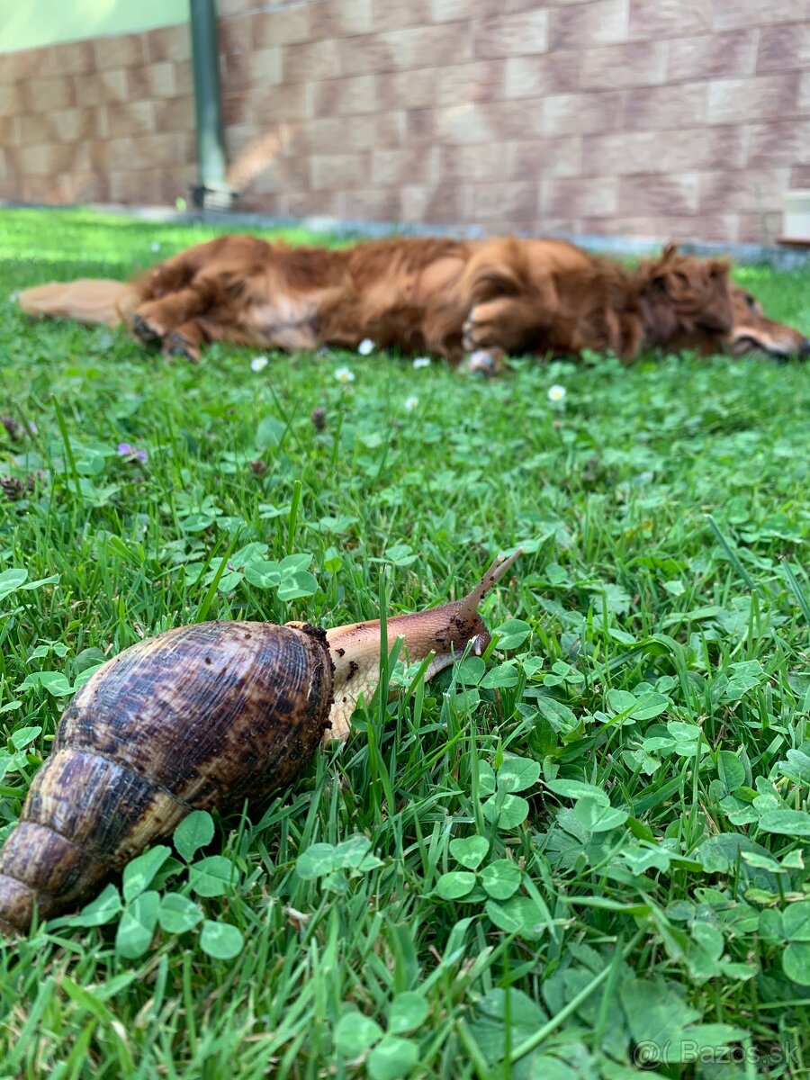 Slimák africký - 4