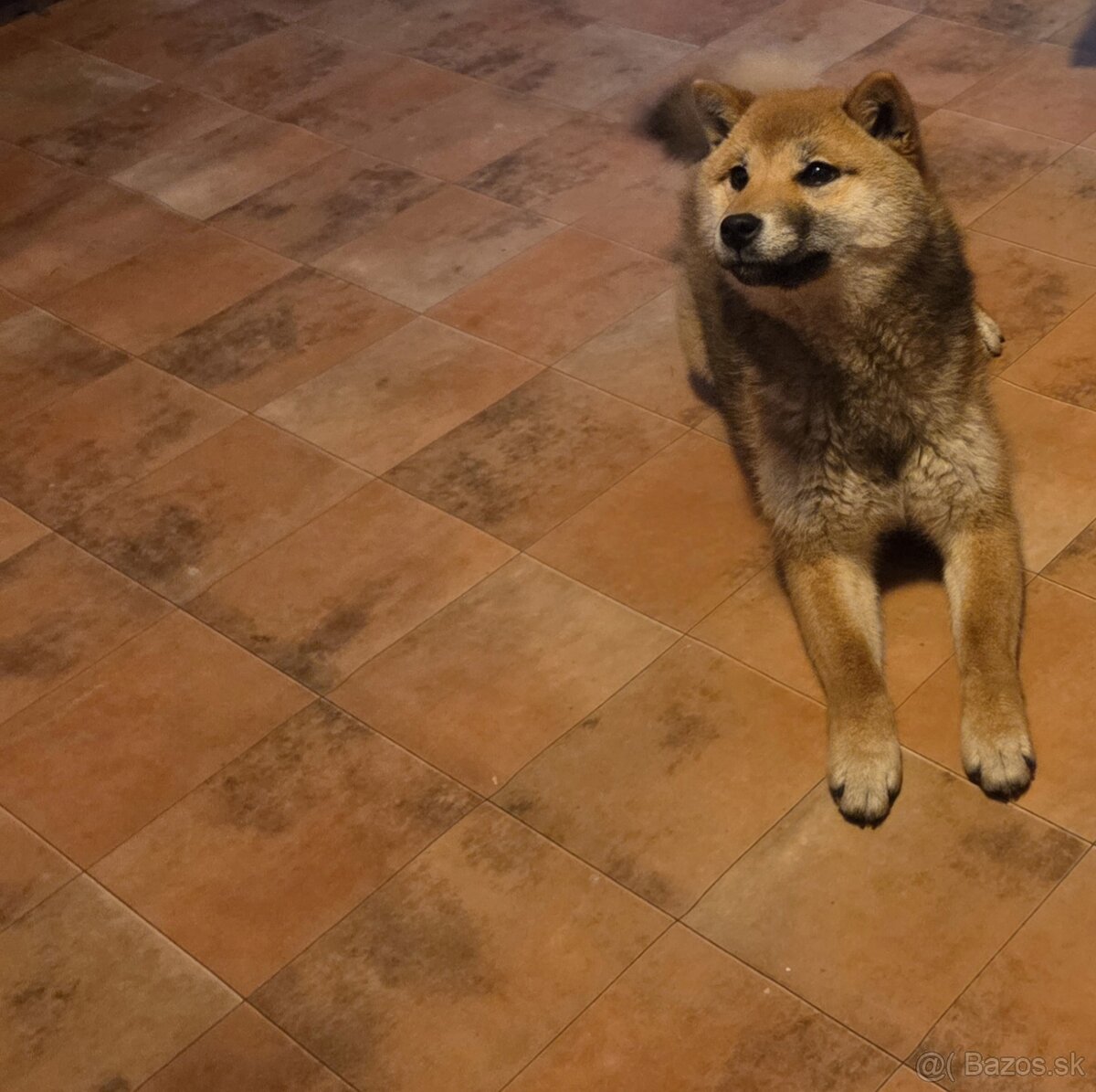Shiba Inu sučka na predaj - 4