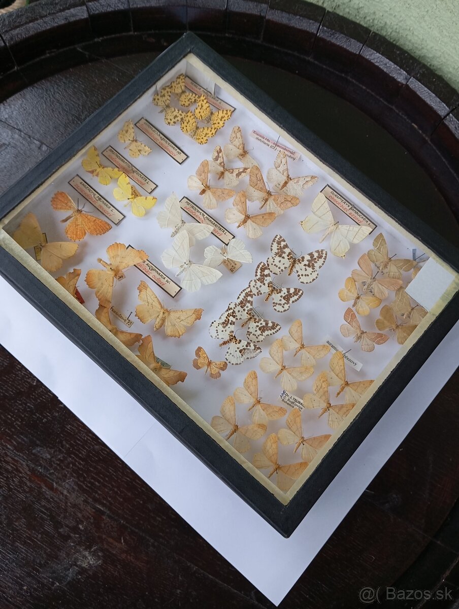 Krásna zbierka Motýľov 2 - 4
