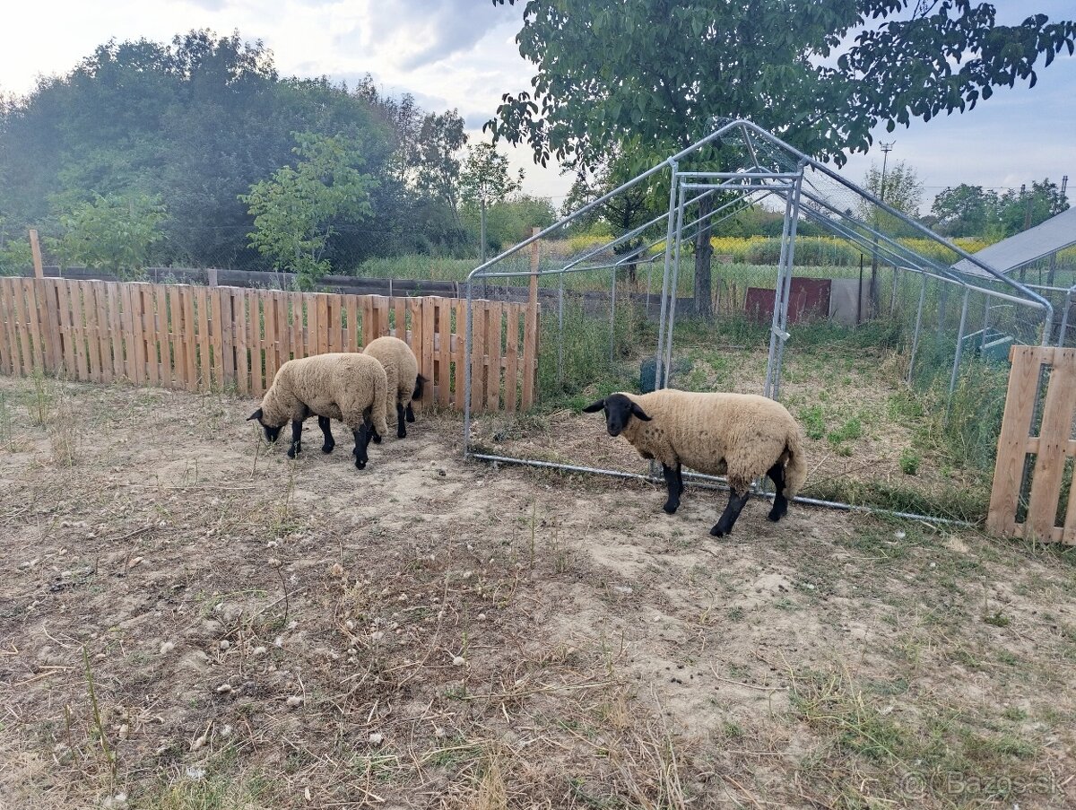 Predám ovce a barana plemena sufolk - 4