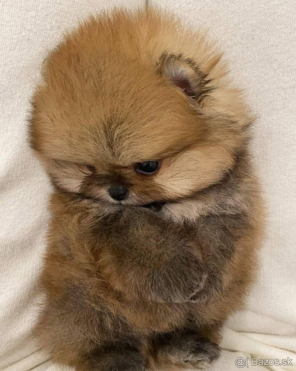 Pomeranian mini - 4
