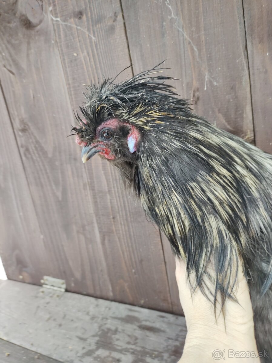 predám kohútov hodvábničky USA - 4