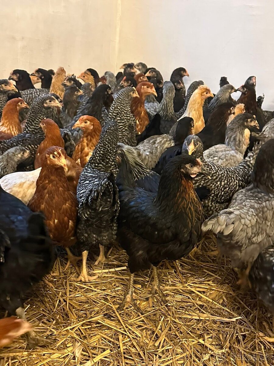 Mládky,Kurčata ,Nosnice - 4