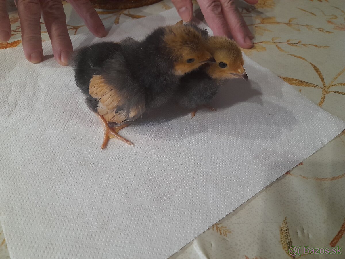 Predám kuriatka plemeno Vorwerk - 4