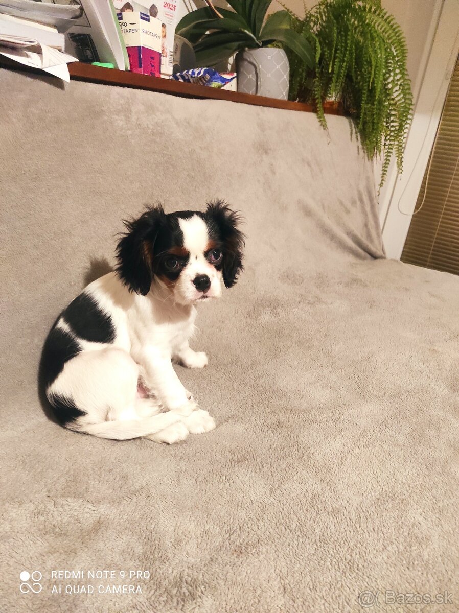 Cavalier steniatko - 4