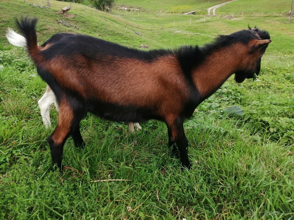 predám capa lamancha chov/spásanie/jatočne - 4