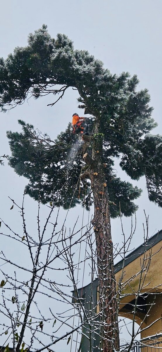 Orezávanie stromov, rizikový výrub stromov, pilčícke práce - 4