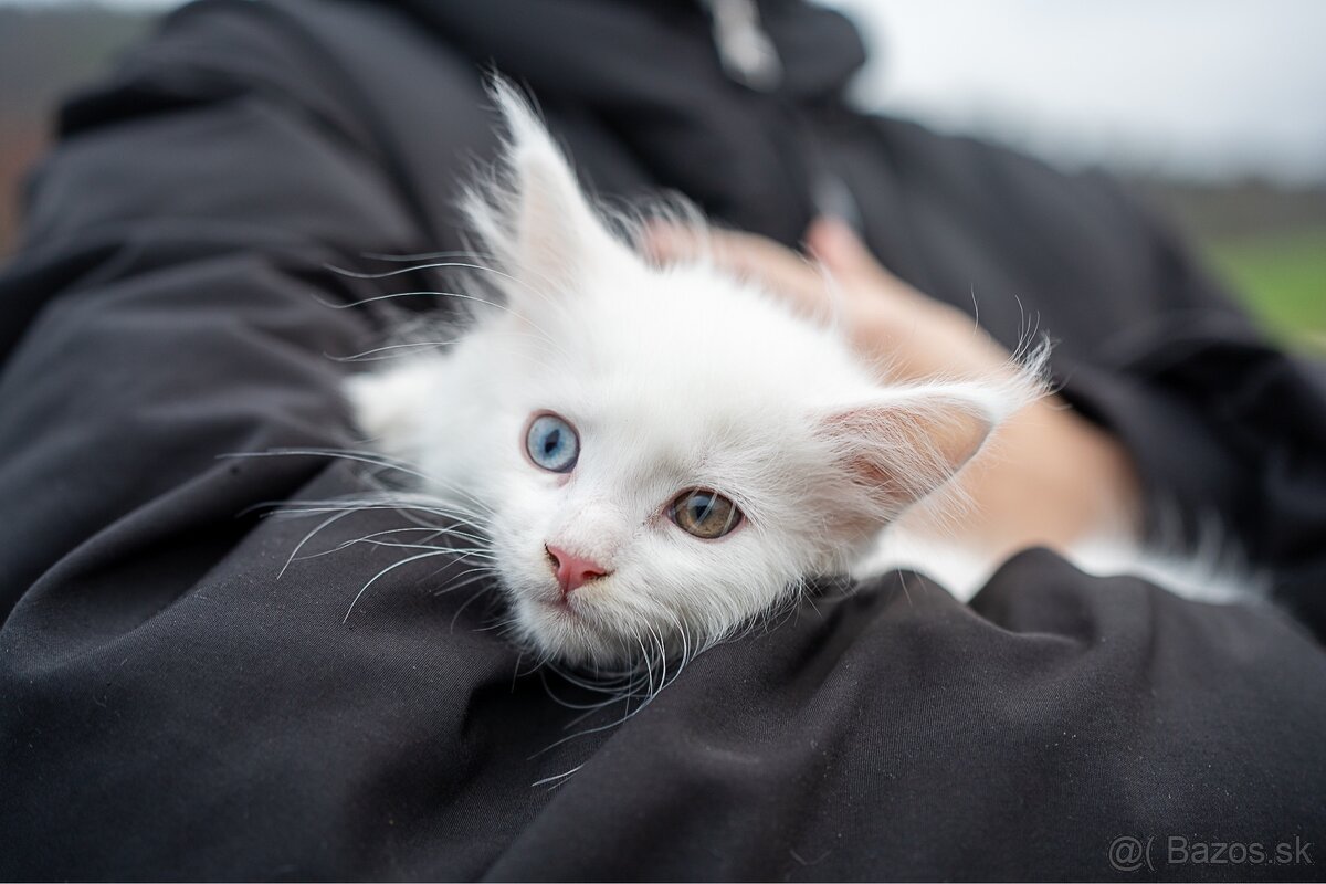 Mačiatka maine coon - 4