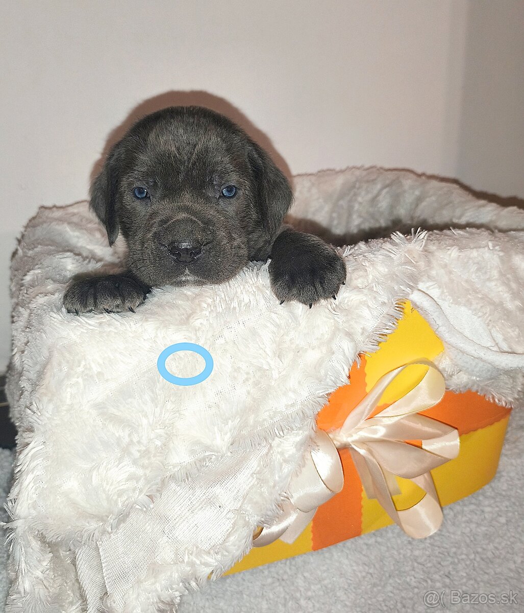 cane corso šteniatka bez PP - 4